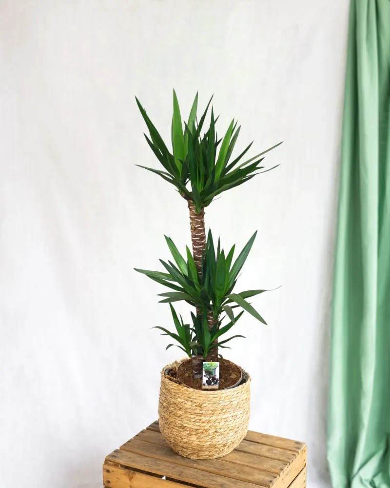 Stor yucca