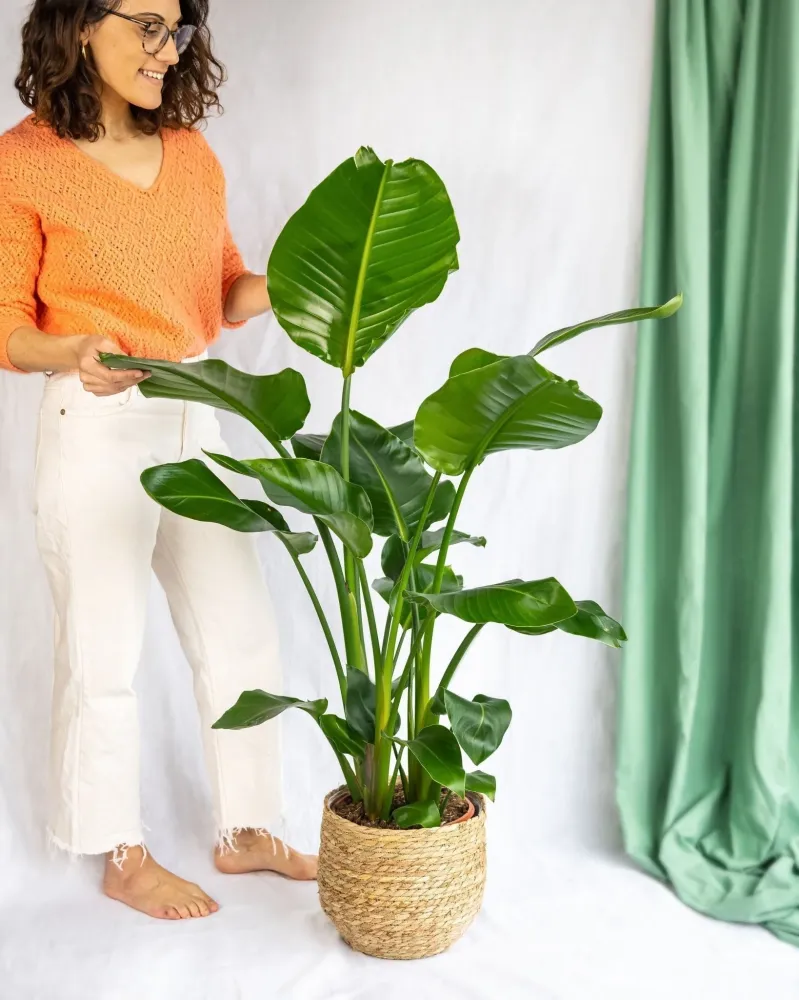 Stora Strelitzia Nicolai