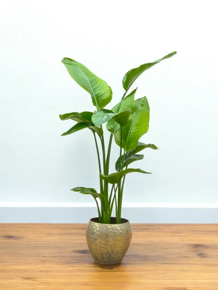 Strelitzia Nicolai