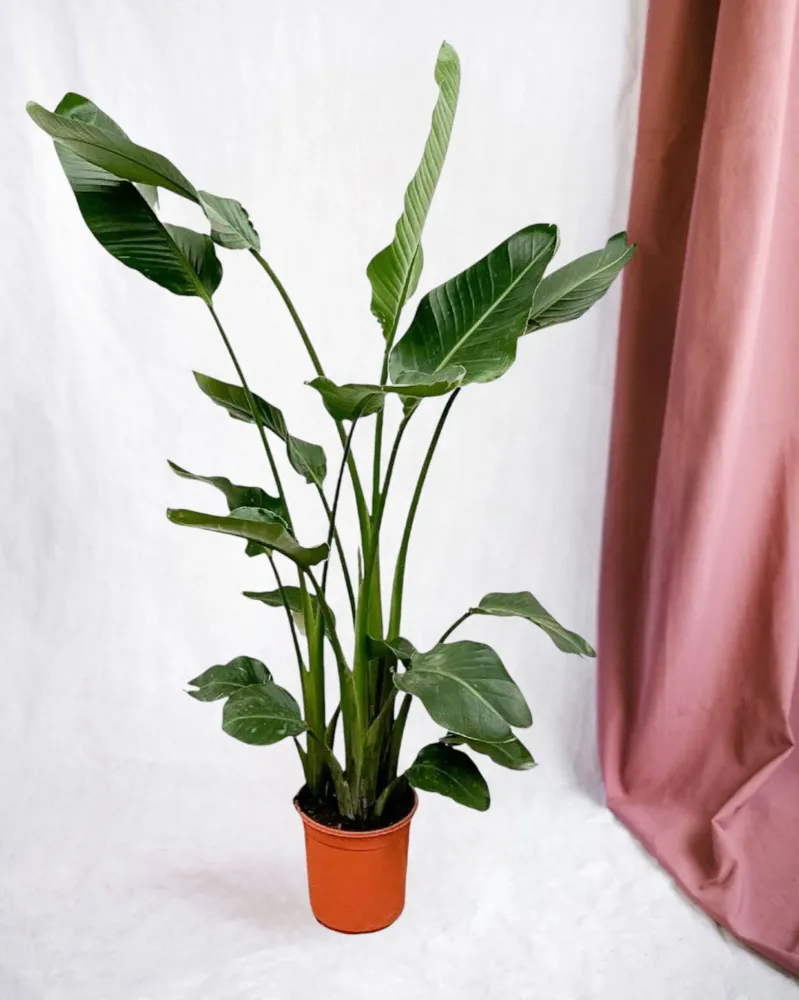 Strelitzia Nicolai