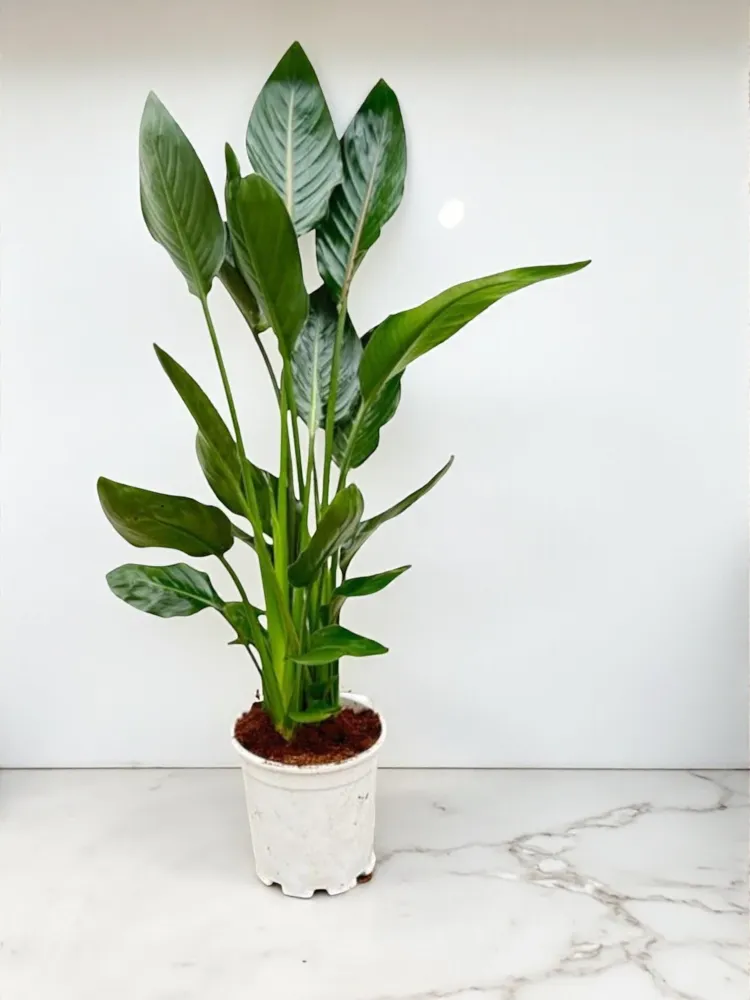 Strelitzia Reginae