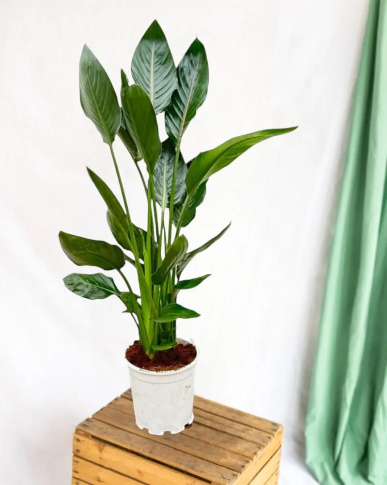 Strelitzia Reginae