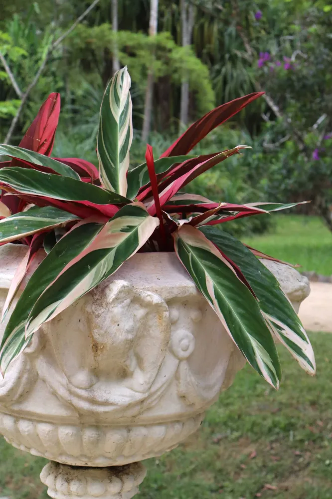Stromanthe sanguinea 'Triostar' (Broktoppar)