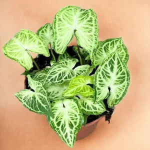 Syngonium Batik
