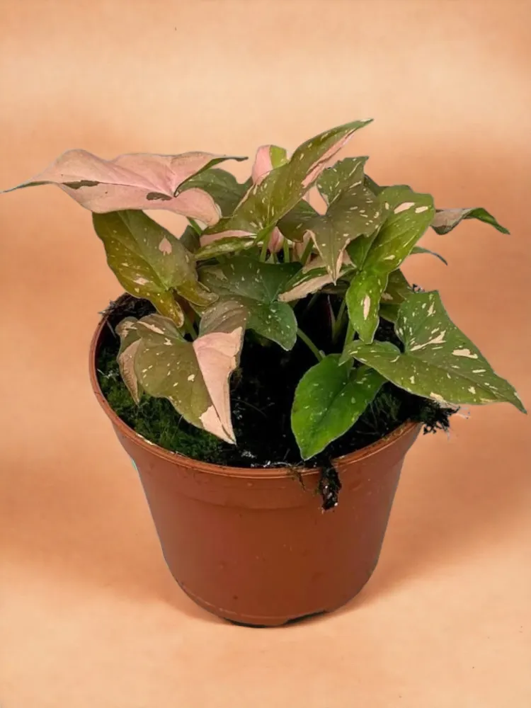 Syngonium röd fläck
