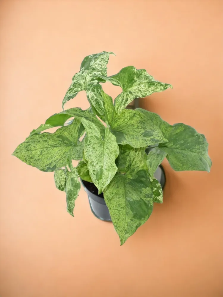 Syngonium fläckigt