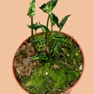Syngonium Godzilla