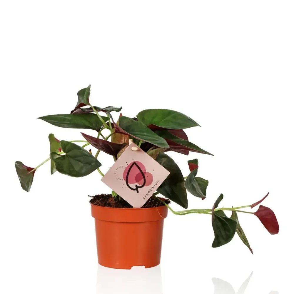 Syngonium röd pil
