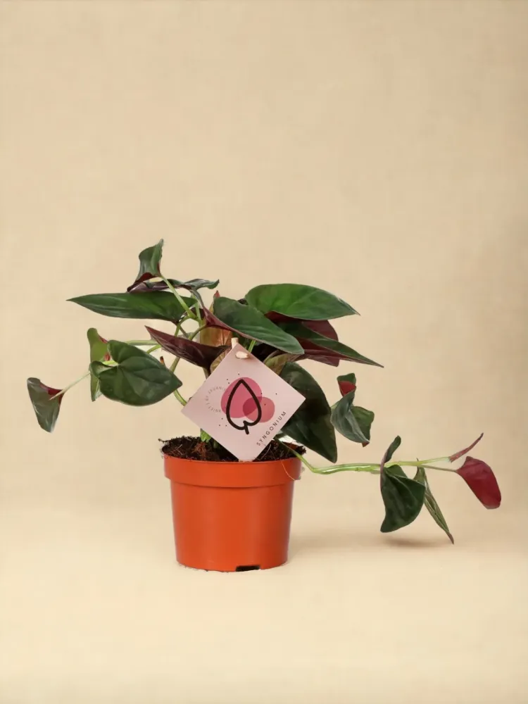 Syngonium röd pil