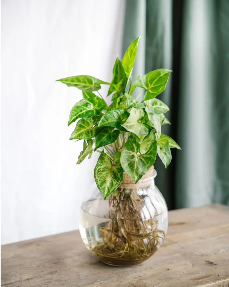 Syngonium Pixie i hydrokultur