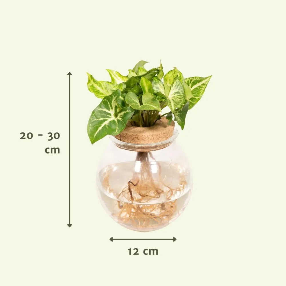 Syngonium Pixie i hydrokultur