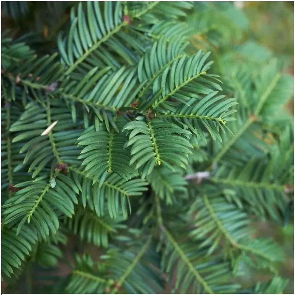 Taxus baccata - Set om 6
