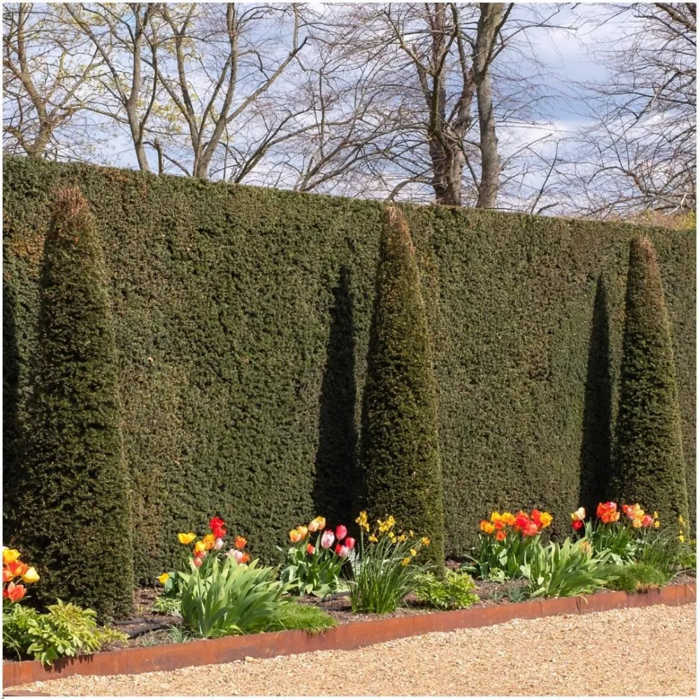 Taxus baccata - Set om 6