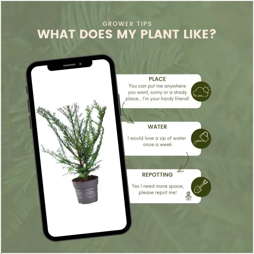 Taxus baccata - Set om 6