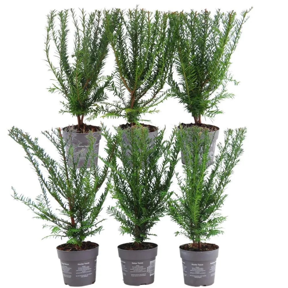 Taxus baccata - Set om 6