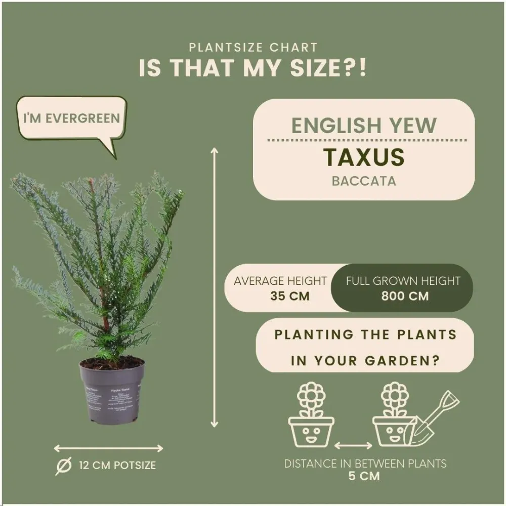 Taxus baccata - Set om 6