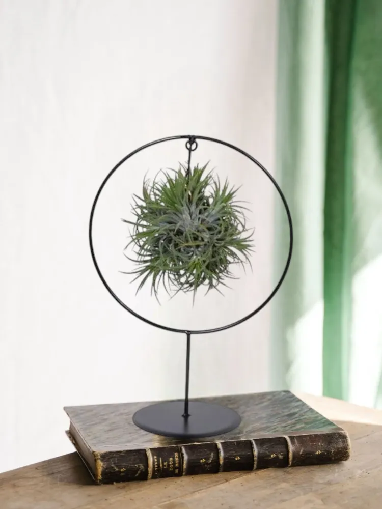 Tillandsia på bas d17cm