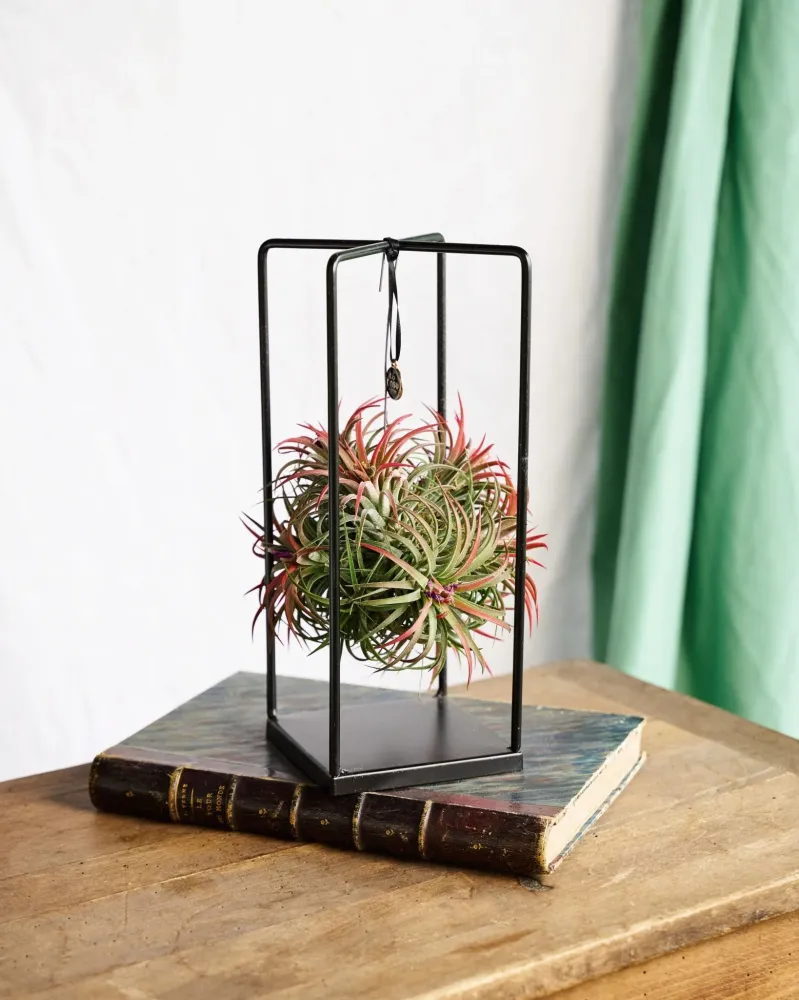 Tillandsia och dess kubstöd