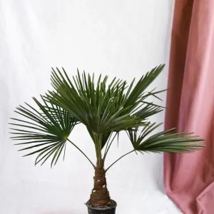 Trachycarpus