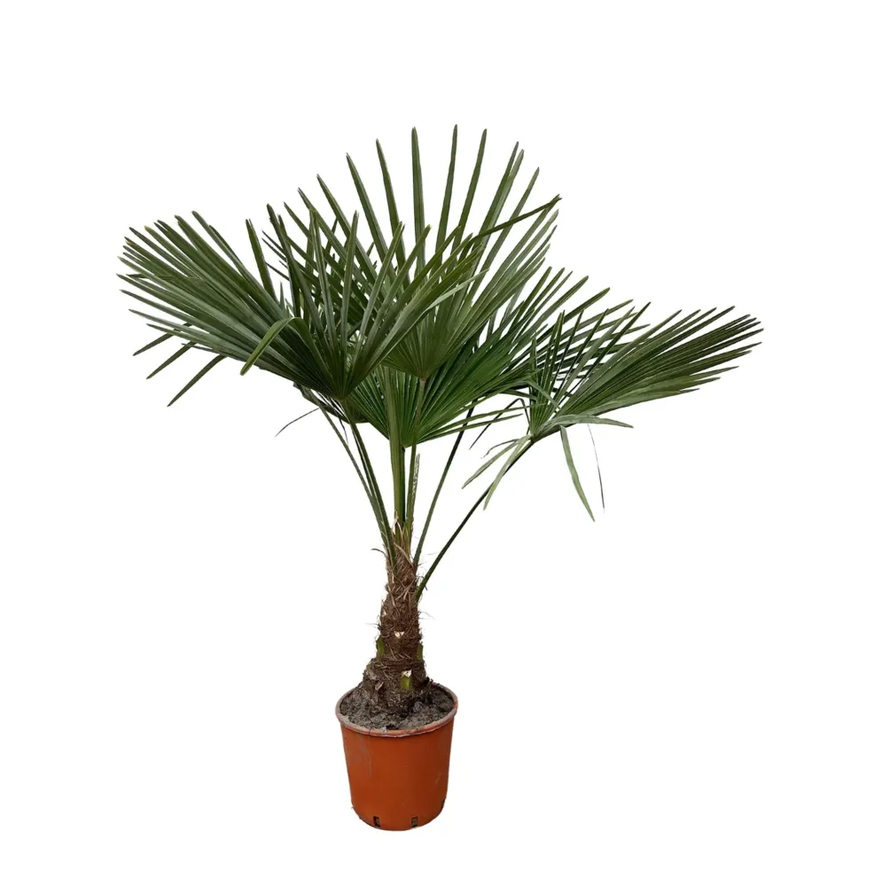 Trachycarpus