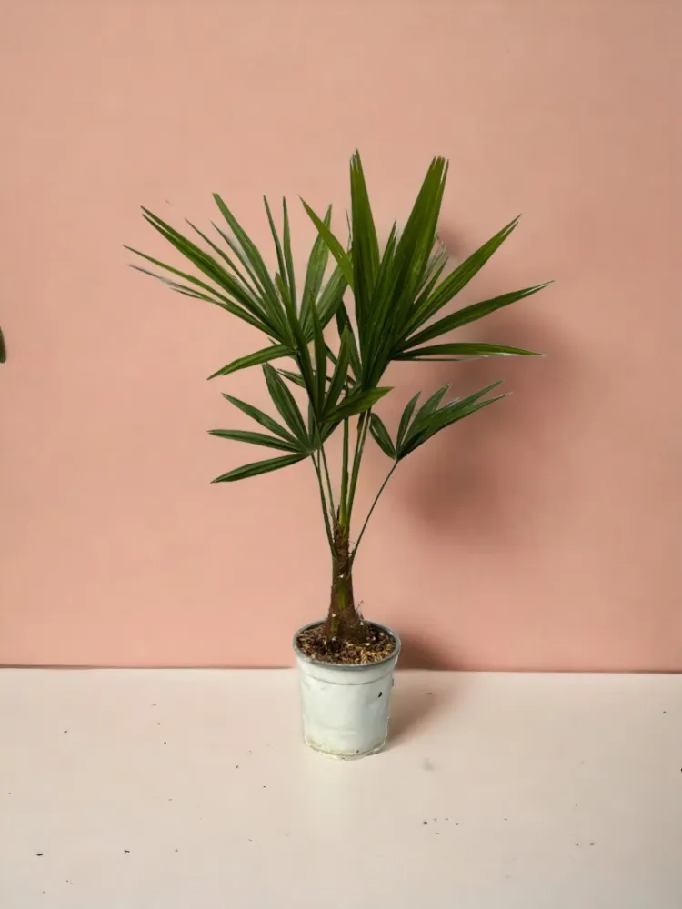 Trachycarpus Fortunei