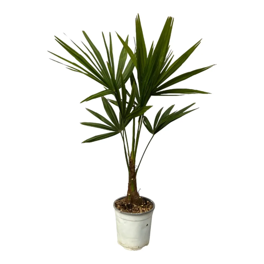 Trachycarpus Fortunei