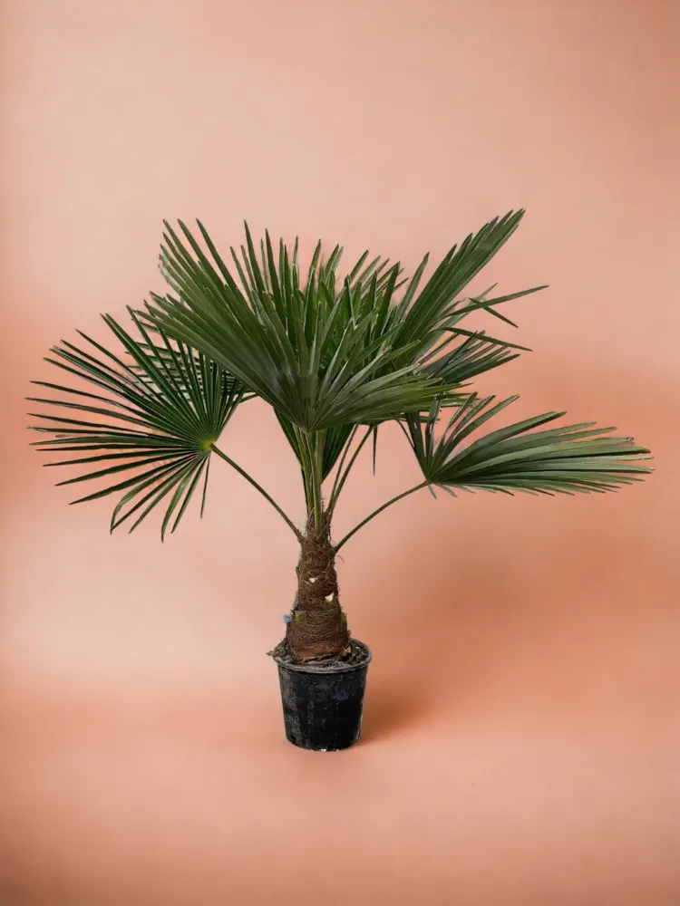 Trachycarpus palmträd