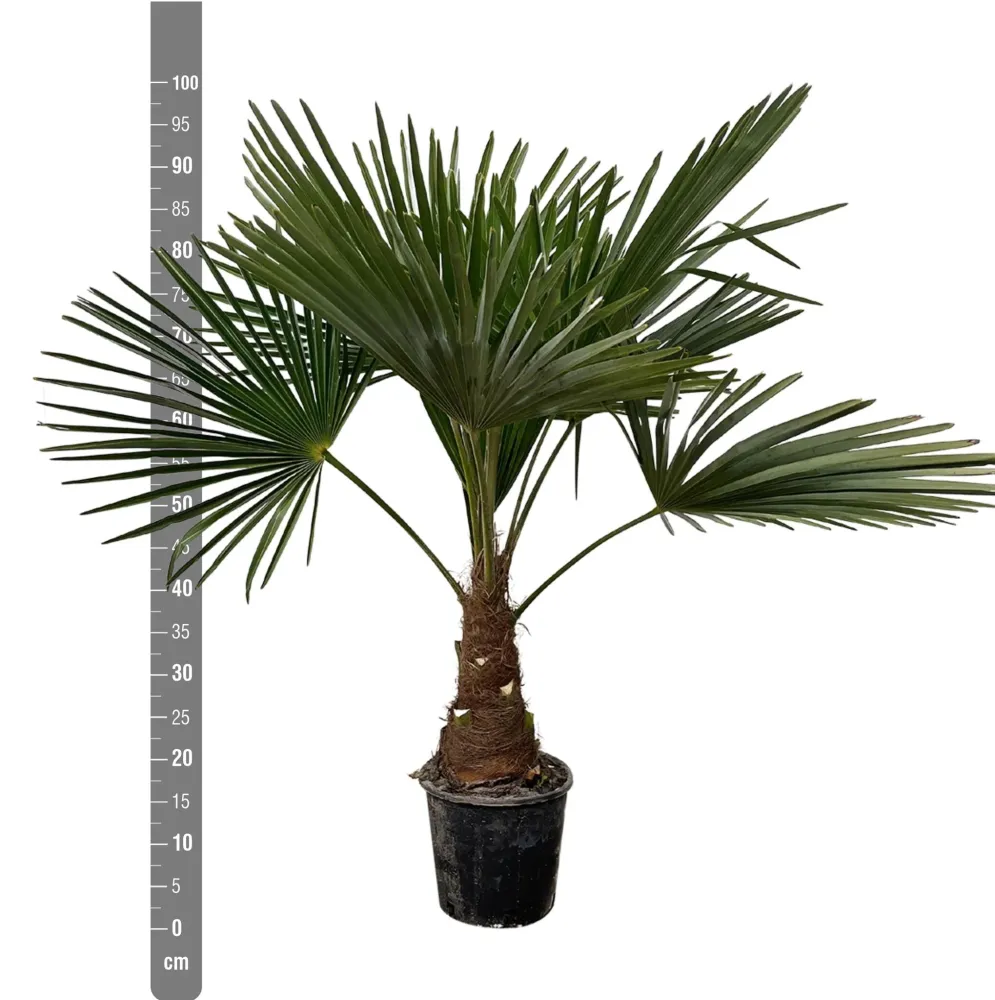 Trachycarpus palmträd