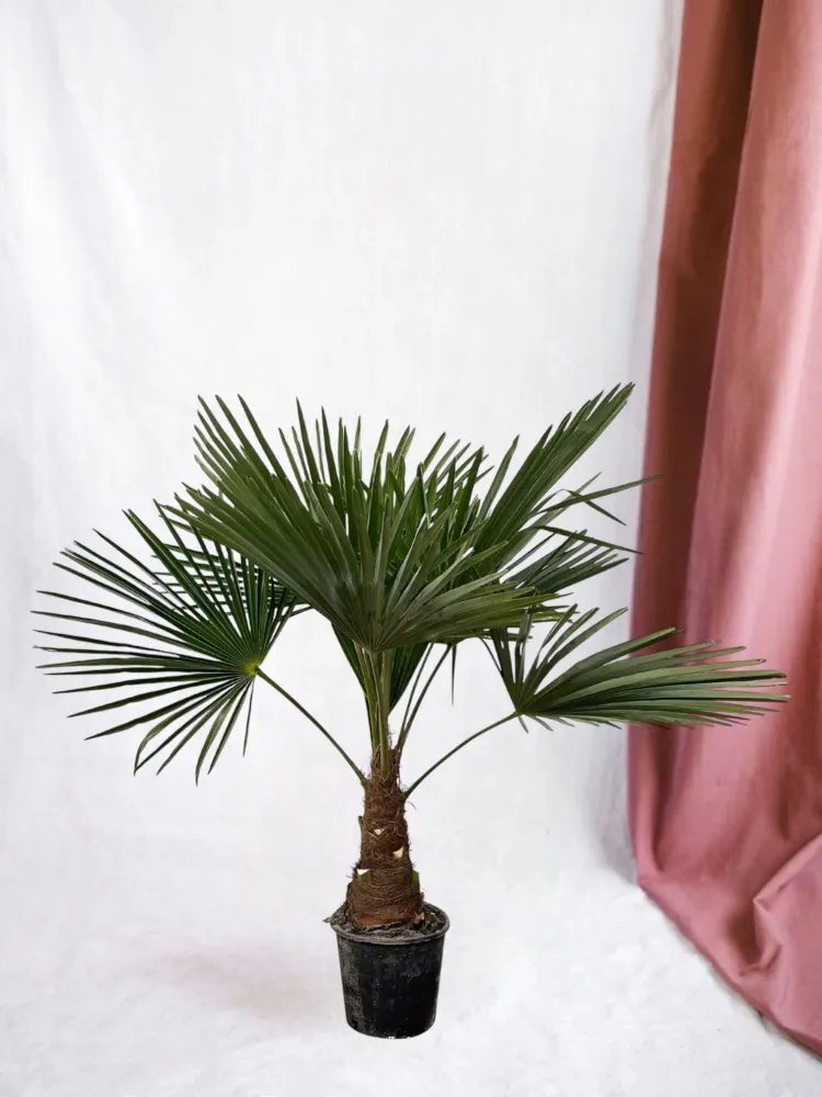 Trachycarpus palmträd