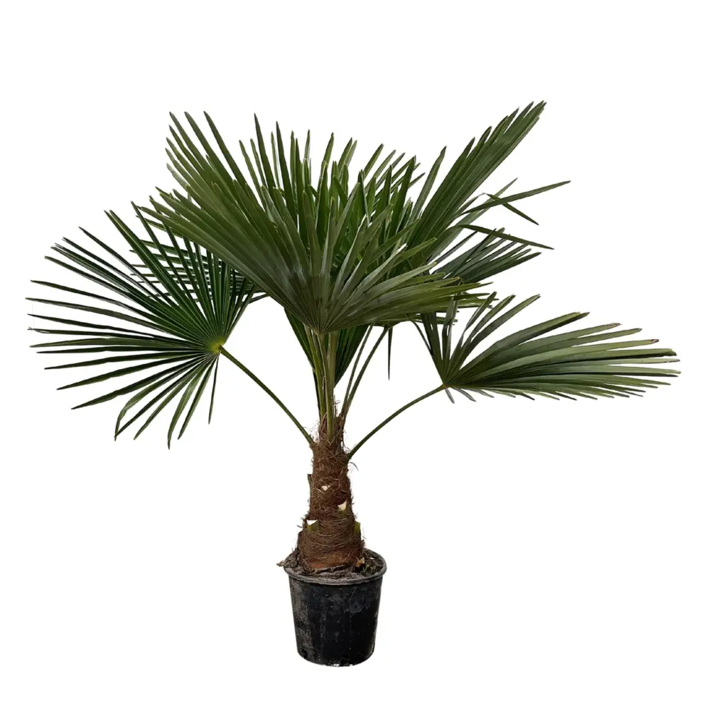 Trachycarpus palmträd