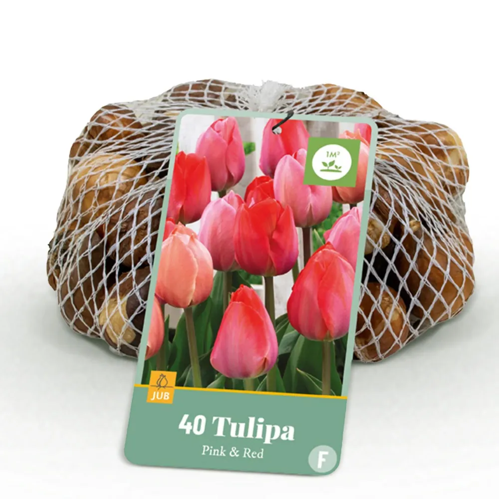 Tulip (Tulipa) 'Pink-Red'