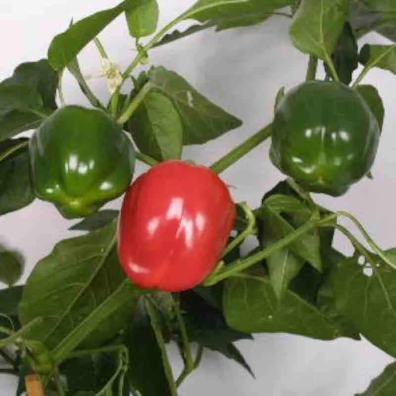 Vanlig Peppar Bendingo 11,5 cm.