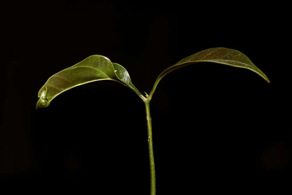 Vild mango (Mangifera griffithii) | växt