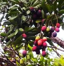 Vild mango (Mangifera griffithii) | växt