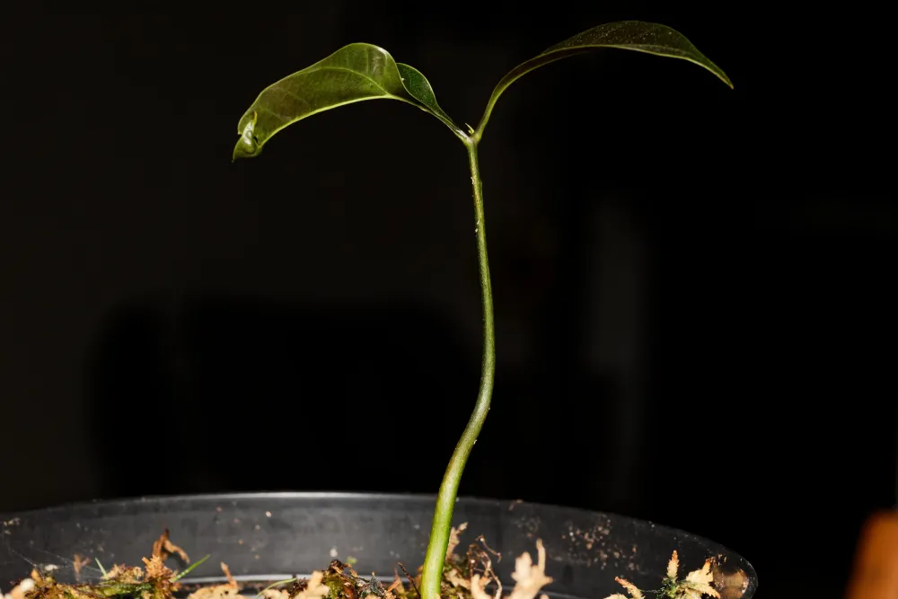 Vild mango (Mangifera griffithii) | växt