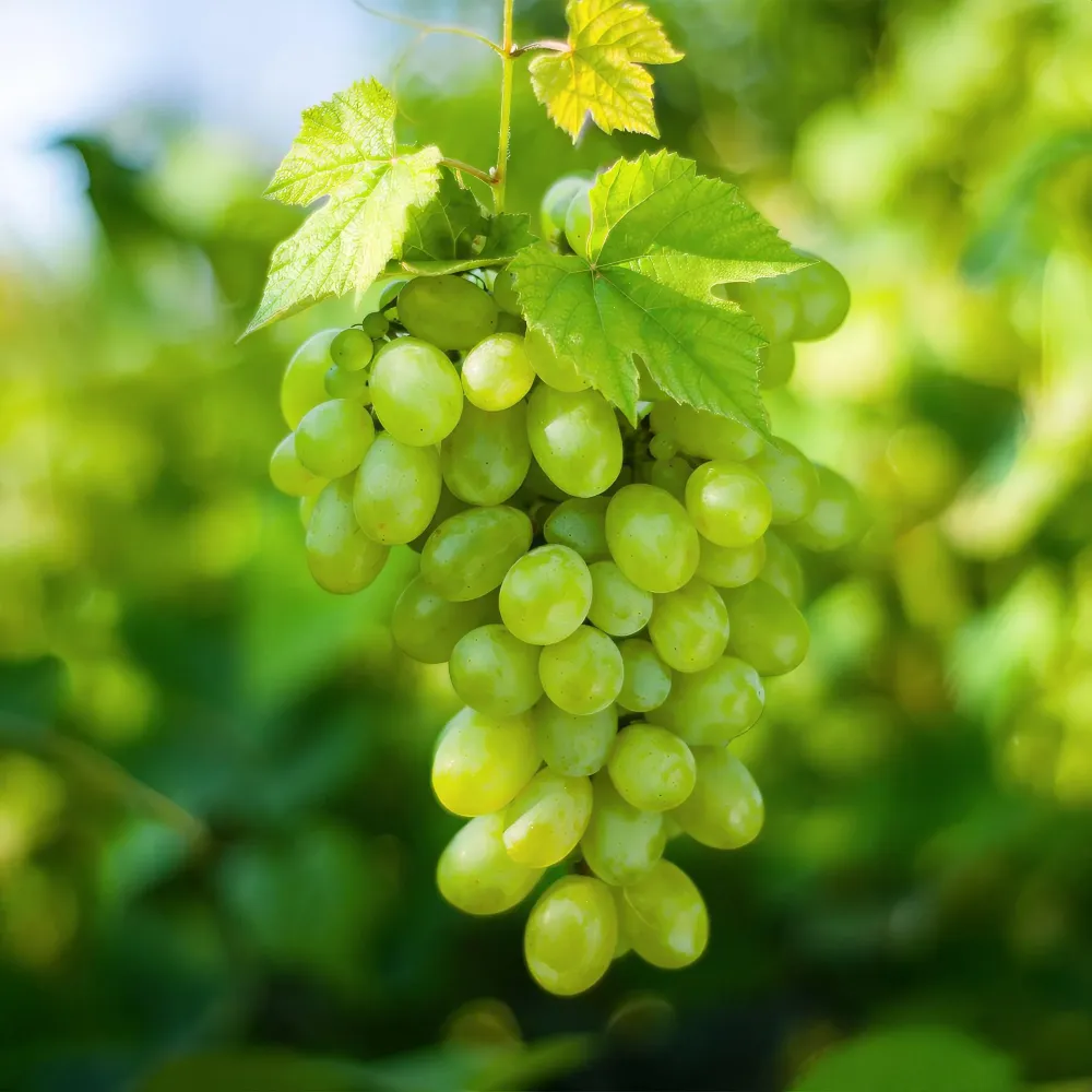 Vindruva (Vitis vinifera) 'Himrod'