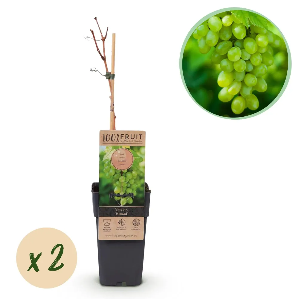Vindruva (Vitis vinifera) 'Himrod'