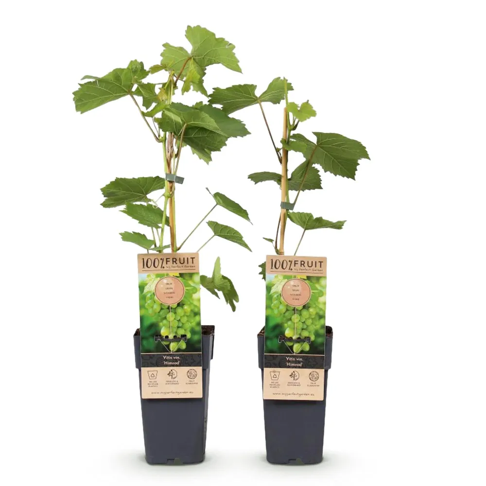 Vindruva (Vitis vinifera) 'Himrod'