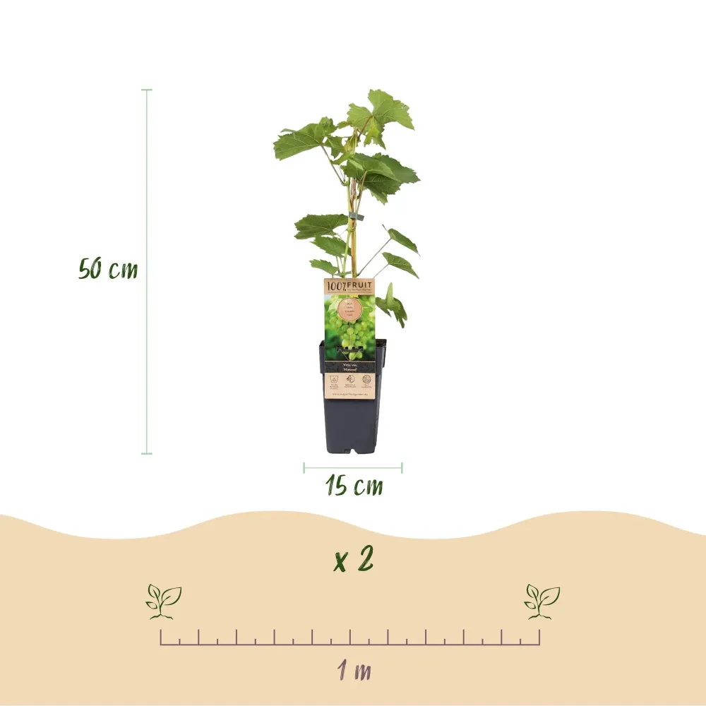 Vindruva (Vitis vinifera) 'Himrod'