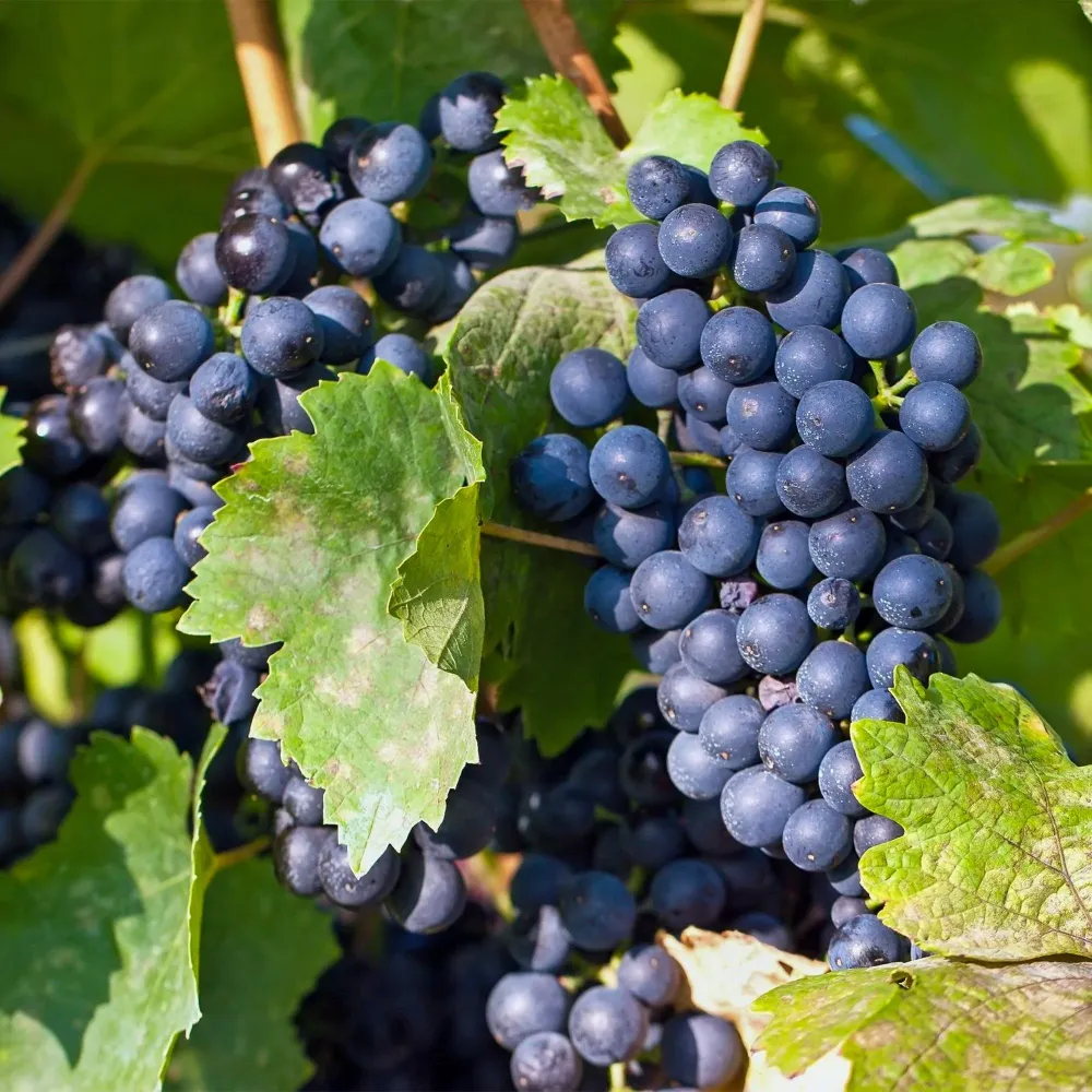 Vindruva (Vitis vinifera) 'Regent'