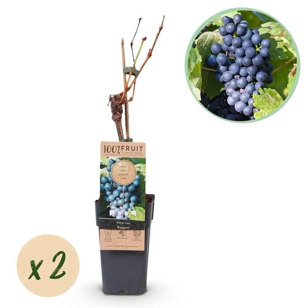 Vindruva (Vitis vinifera) 'Regent'
