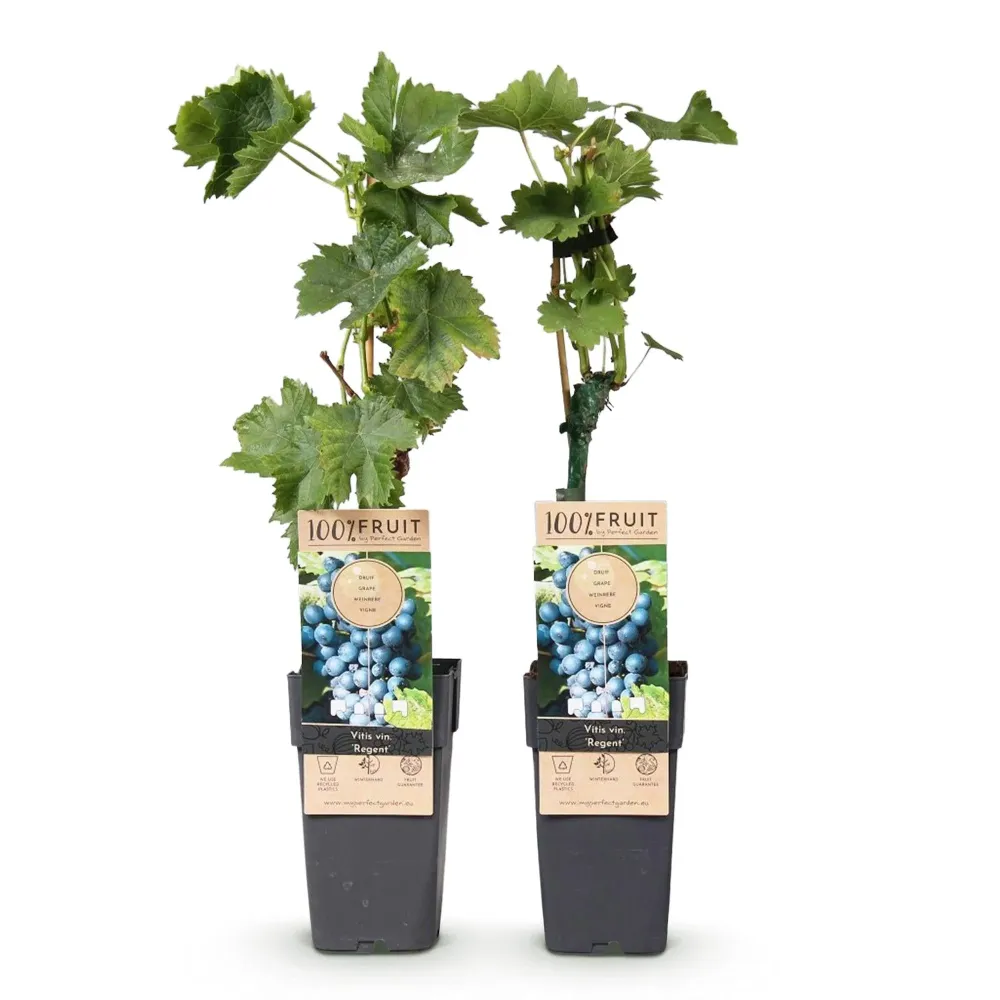 Vindruva (Vitis vinifera) 'Regent'