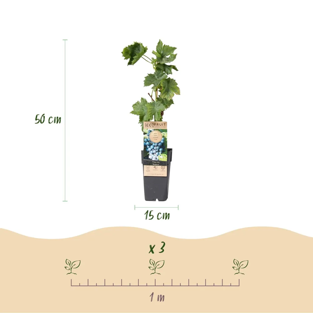 Vindruva (Vitis vinifera) 'Regent'