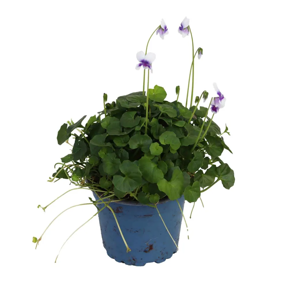 Viola Hederacaea 9cm