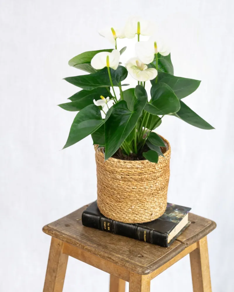 Vit anthurium