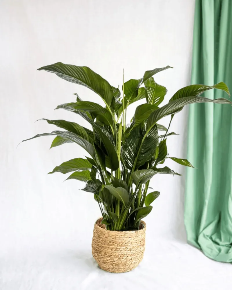 Vit Spathiphyllum