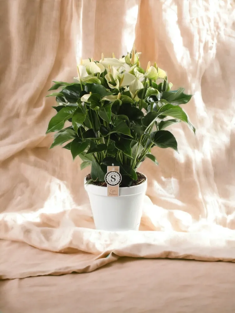 Vitblommande anthurium