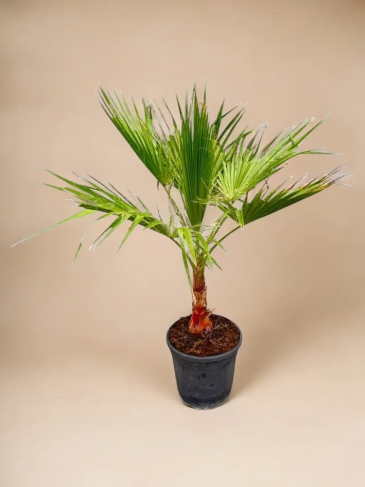 Washingtonia Palm
