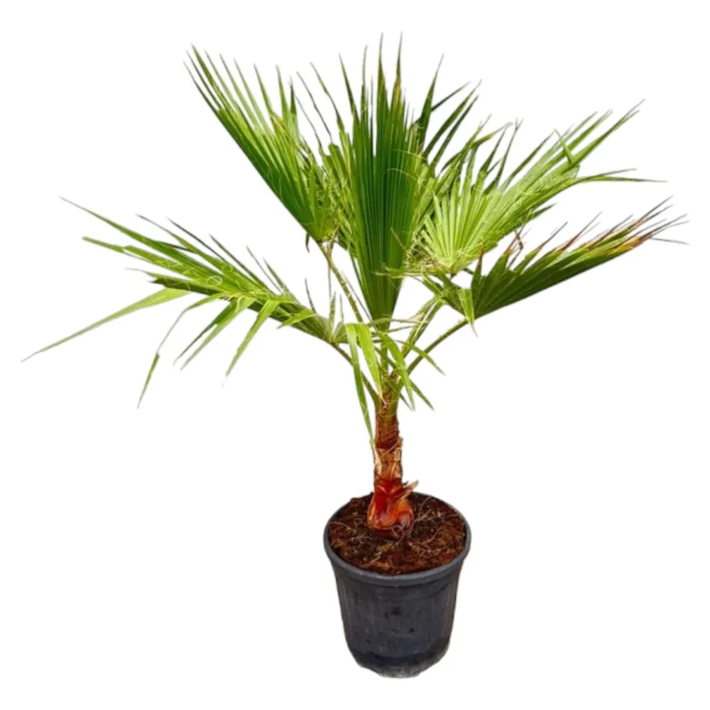 Washingtonia Palm