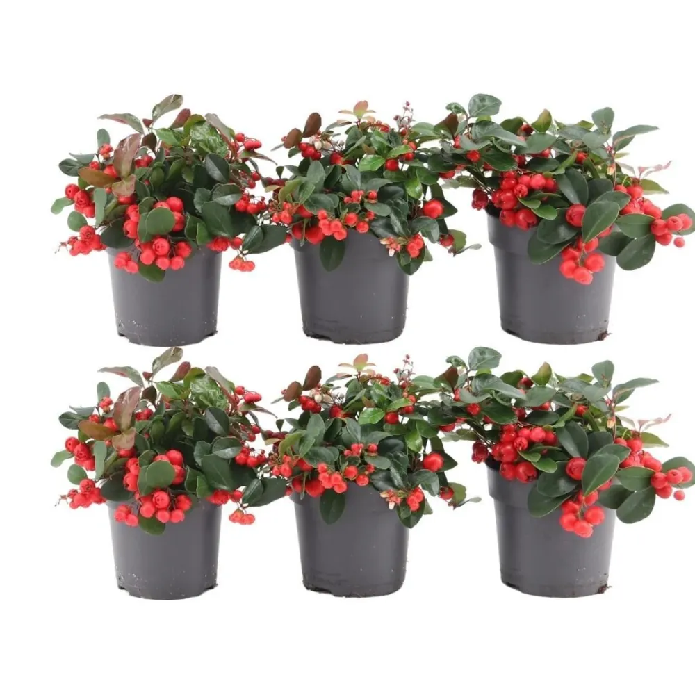 6x Wintergreen 'Big Berry'